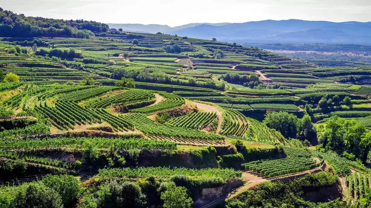 Weinreben am Kaiserstuhl. Foto: Pixabay | Zotx Weinreben am Kaiserstuhl. Foto: Pixabay | Zotx